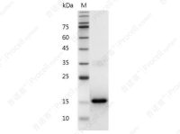 IL-3/HCGFBPA/PSF, Mouse, Recombinant