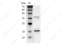 IL-26/AK155, Human, Recombinant