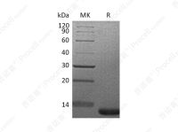 IGF-I/Somatamedin C/IGF-IA, Mouse, Recombinant