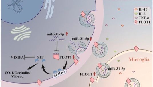 Free Radical Biology and Medicine 8.0 |小胶质细胞外泌体"隔空投递"miR-31-5p，瓦解视网膜生理性血管成熟，糖尿病视