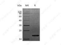 FGF-7/KGF, Human, Recombinant