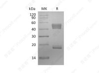 IL-23/NKSF2 (C-6His), Human, Recombinant