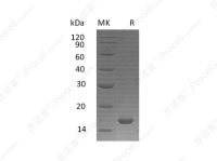 IL-21/Za11, Human, Recombinant