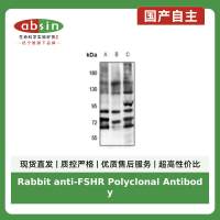 Rabbit anti-FSHR Polyclonal Antibody