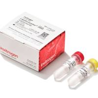 LIPOFECTAMINE 3000, 1.5ML 1.5mL