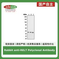 Rabbit anti-RELT Polyclonal Antibody