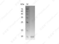 MIF/GLIF/GIF, Human, Recombinant