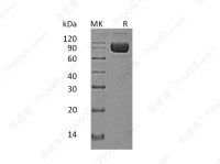IL-1RAcP/IL-1R3/IL-1F6 (C-Fc-6His), Human, Recombinant