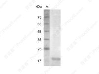 IL-23 p19/IL-23/IL-23A/SGRF, Human, Recombinant