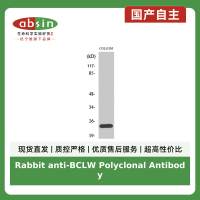 Rabbit anti-BCLW Polyclonal Antibody