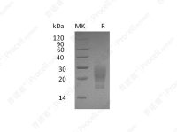 GM-CSF/CSF2 (C-6His, Cells), Human, Recombinant