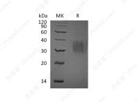 IL-9/Cytokine P40 (C-6His), Human, Recombinant