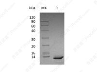 CXCL10/IP-10/Crg-2, Human, Recombinant
