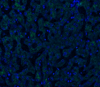 Goat anti-iNOS Polyclonal Antibody
