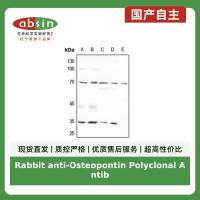 Rabbit anti-Osteopontin Polyclonal Antibody