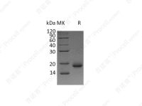 IL-4/BSF-1 (Cells), Human, Recombinant