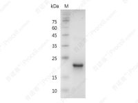 TPO/MGDF/THPO, Human, Recombinant
