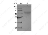 M-CSF/CSF1, Rat, Recombinant
