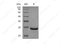 FGF-12/FHF-1, Human, Recombinant