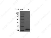 PDGF-BB/PDGF2 (C-6His), Mouse, Recombinant