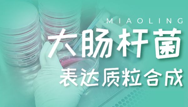 大肠杆菌表达质粒合成：原理、技术要点与部分现货代表产品