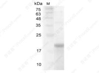 IL-32α/NK4/TAIF, Human, Recombinant
