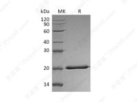 IFN-λ2/IL-28A (C-6His), Human, Recombinant