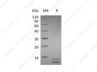 GRO-α/CXCL1 (C-6His), Mouse, Recombinant