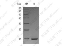 β-NGF/NGF/NGFB, Human, Recombinant