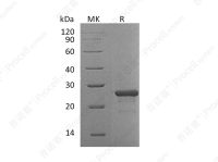 FGF-19 (N-6His), Human, Recombinant