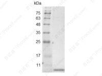 EGF/Urogastrone/URG, Swine, Recombinant