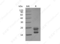 IL-17A/CTLA8 (C-6His), Human, Recombinant