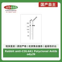 Rabbit anti-COL4A1 Polyclonal Antibody(N-term)