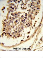 Rabbit anti-CXCR7 Polyclonal Antibody(C-term)