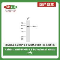 Rabbit anti-MMP-13 Polyclonal Antibody