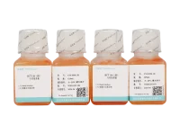 HCT 116 (3D)细胞专用培养基