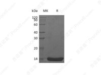 IL-22/IL-TIF, Human, Recombinant