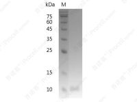IL-13/NC30, Human, Recombinant