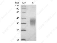IL-9, Mouse, Recombinant