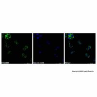 二氢罗丹明123 ，109244-58-8，BioReagent,生物染色剂,适用于荧光分析,用于显微镜,5 mM in DMSO，阿拉丁