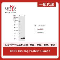 BRD9 His Tag Protein,Human