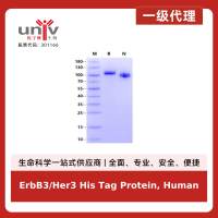 ErbB3/Her3 His Tag Protein, Human