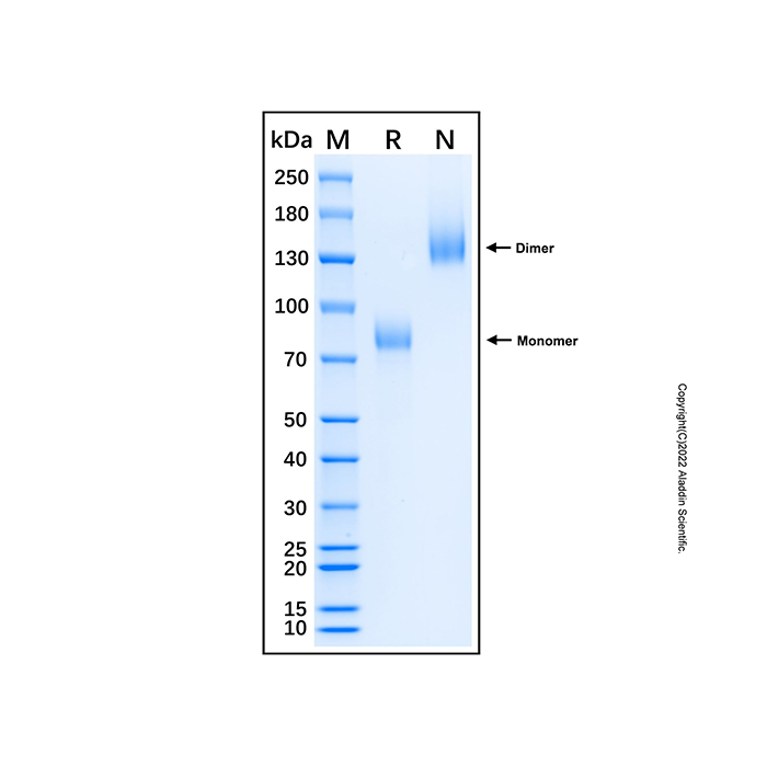Recombinant Human LRP-1 Protein,无动物源,无载体,Fc标签,≥95%(SDS-PAGE),expressed in HEK293; 见COA,阿拉丁