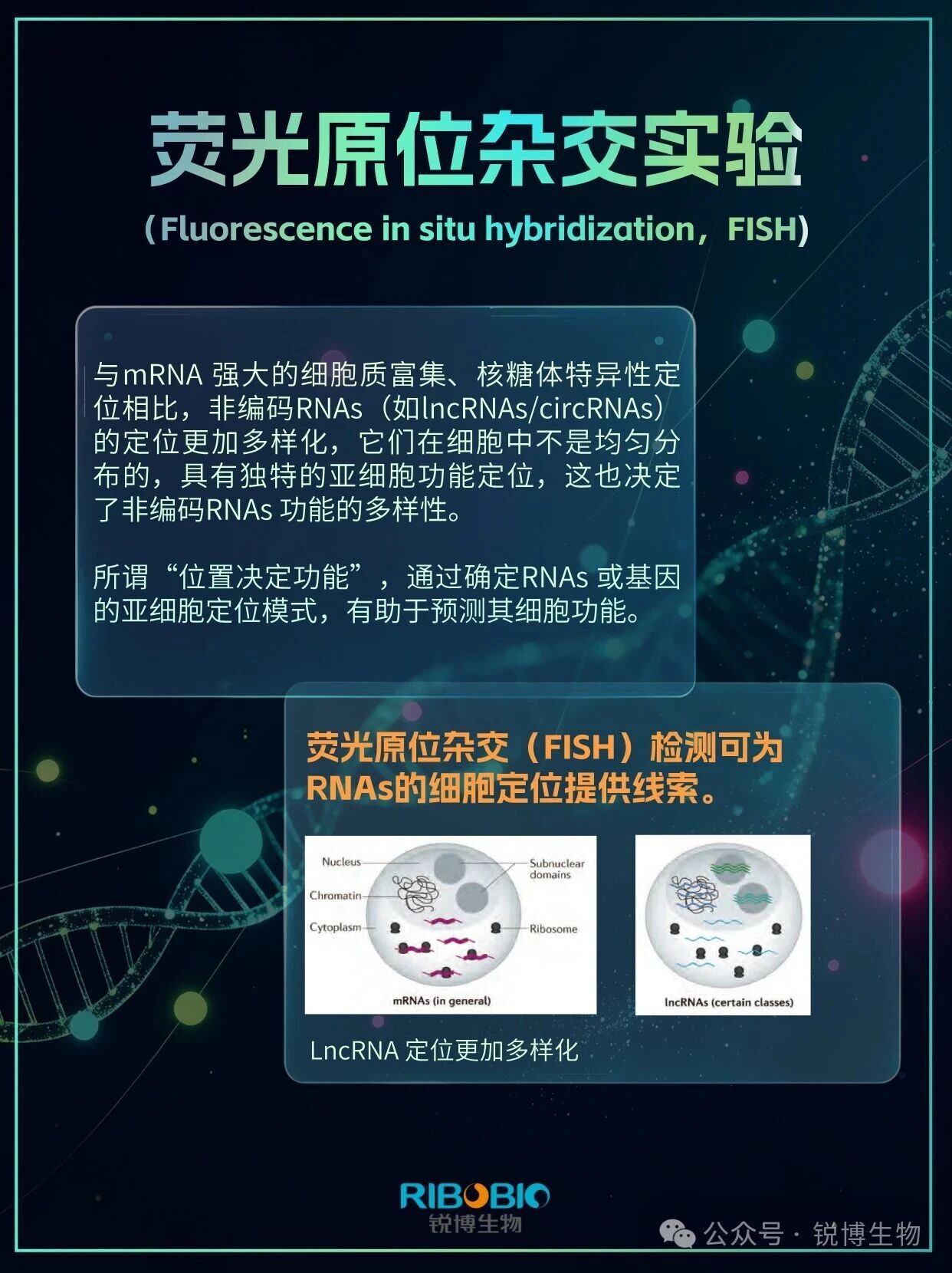 锐博FISH系列产品 | 欢迎老师咨询！