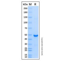 Recombinant Human CSTF1 Protein,无载体, His标签, ≥90%(SDS-PAGE), expressed in E. coli; 见COA,阿拉丁