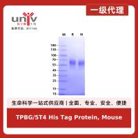 TPBG/5T4 His Tag Protein, Mouse