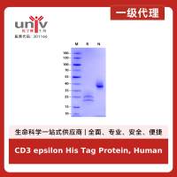 CD3 epsilon His Tag Protein, Human