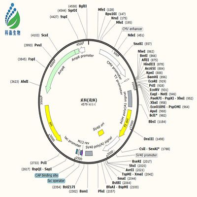 pLV3-CMV-SIL1(human)-Puro质粒载体产品图