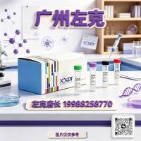 rhAmp分型预混合液, 10 mL
