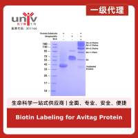 Biotin Labeling for Avitag Protein